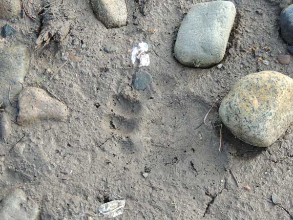 bearprintweb