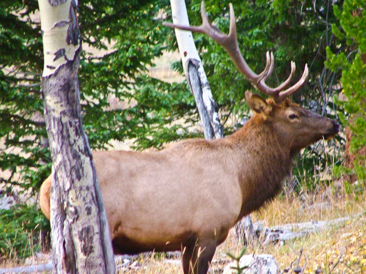 elk1web
