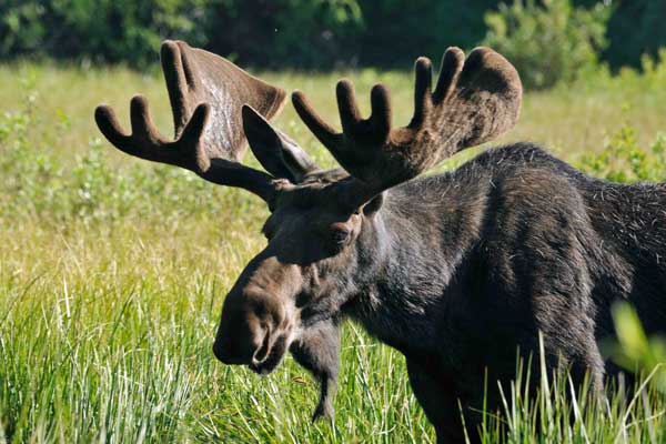 mooseweb